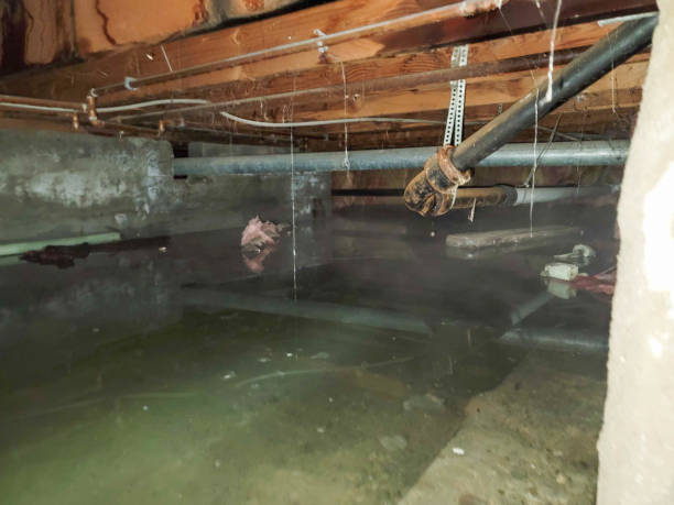 Best Basement water damage restoration  in Comstock Park, MI